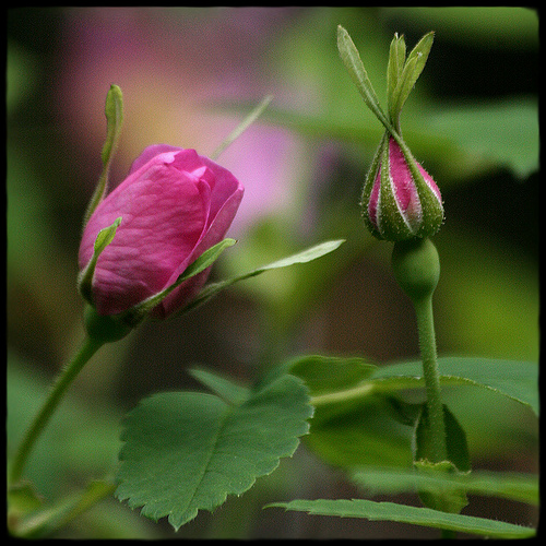 prickly wild rose